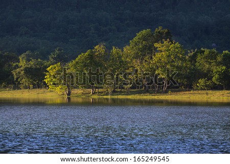 out door park and beautiful tree in landscape with clear water foreground  use as multipurpose background backdrop