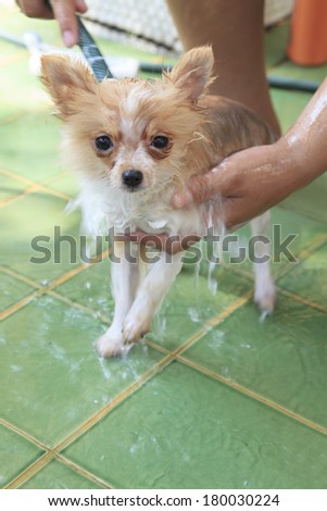 close up face fancy color of pomeranian dog washing take a bath