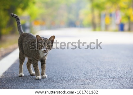 domestic cats standing on asphalt road use for multipurpose and travel