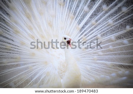 white male indian peacock with beautiful fan tail plumage feather showing for breeding to female and loudness single open mouth