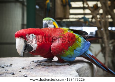 close up face of Green-winged Macaw, Ara chloropterus eating sun flowers seed on rock ground