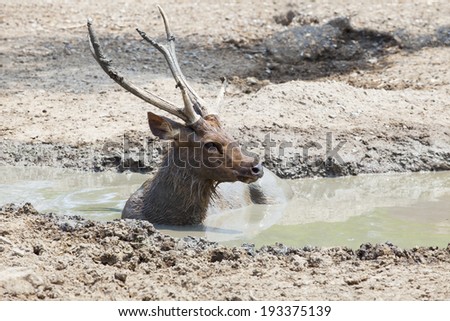 sambar deer lying in mud pool use for wildlife in nature and zoo animals theme