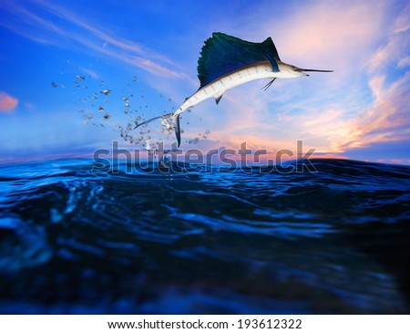 sailfish flying over blue sea ocean use for marine life and beautiful aquatic nature