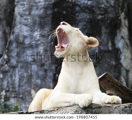 female white lion lying on rock cliff and roar