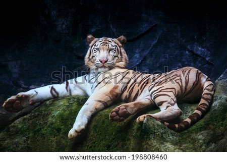 special color tiger lying with relaxing on rock cliff  and looking watching eyes to eyes use for pround and king of animals in wild
