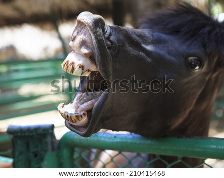 horse mouth - stock photo horse mouth - stock photo