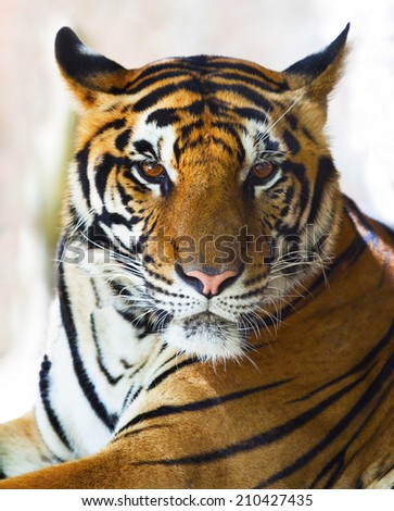 close up face of indochinese tiger face show beautiful tiger stripes pattern