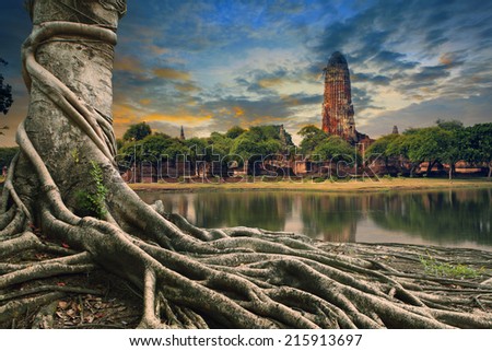 big root of banyan tree land scape of ancient and old  pagoda in history temple of Ayuthaya world heritage sites of unesco central of thailand important destination of tourist