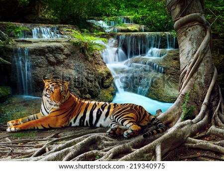 indochina tiger lying with relaxing under banyan tree against beautiful pure nature limestone waterfalls use as green natural background ,backdrop
