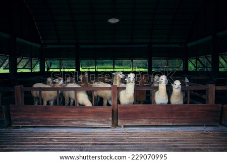 llama alpacas in good management farm
