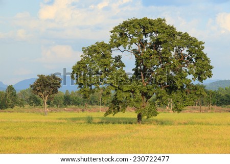 evening light of big tree plant in gold rice paddy field use as natural land scape background