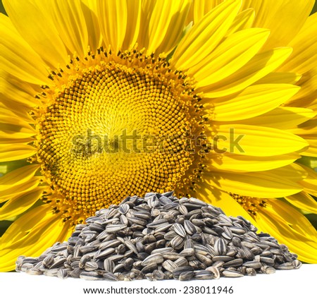 close up yellow sunflowers and dry seed on white background use for clean and organic food sunflower oil and related