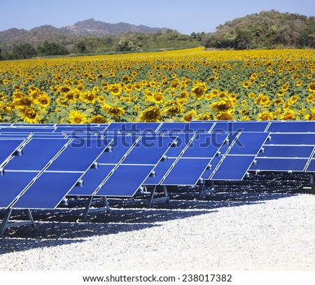 sun solar cell panels nad sunflowers field use as natural electric power and pure energy of nature source