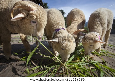 merino sheep eating ruzi grass leaves on wood ground of rural ranch farm with beautiful lighting