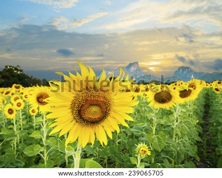 land scape of agriculture of sunflowers field against beautiful dusky sky  background
