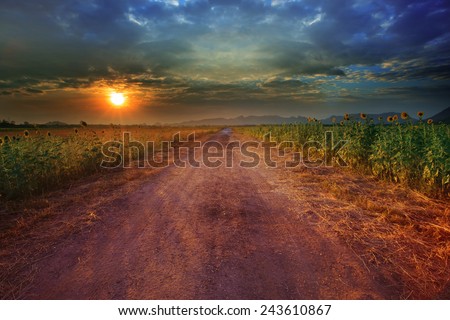 landscape of rural road perspective to sunflower farm field with beautiful light of sun set time use as natural background,backdrop