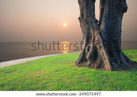 tree stump on grass field and sun set at sea
