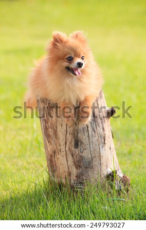 lovely and funny relaxing emotion of pomeranian puppy dog lying on died tree stump with beautiful lighting  green grass floor