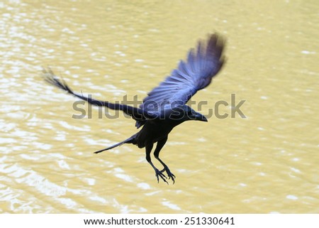 flying crow floating on air