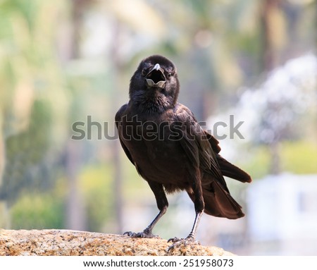 close up face of black bird crow perching on rock with blurry background