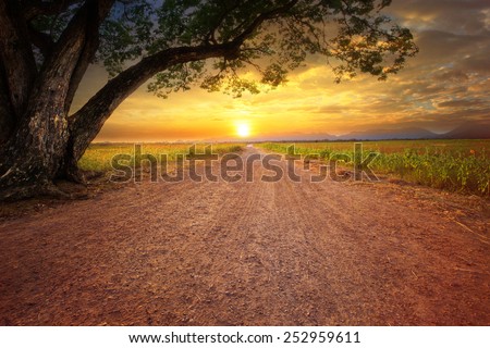 land scape of dusty road in rural scene and big rain tree plant against beautiful sunset sky use for natural background