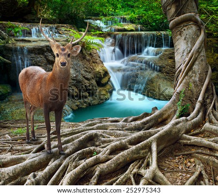 sambar deer standing beside bayan tree root in front of lime stone water falls at deep and purity forest use for wild life in nature theme