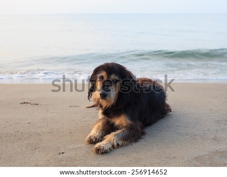 sad and poor dog lying on sea beach with sorrow face