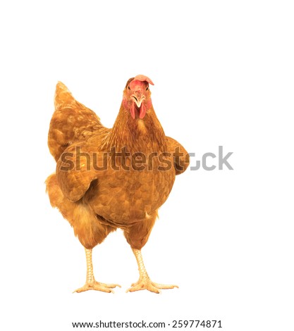 close up portrait full body of brown female eggs hen standing show beautiful plumage,feather isolated white background use for livestock and farm animals theme