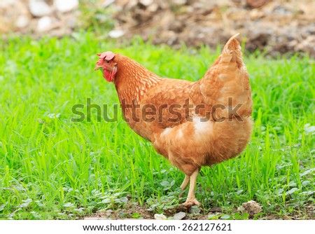 brown chicken hen in green field use for livestock organic natural rural farm
