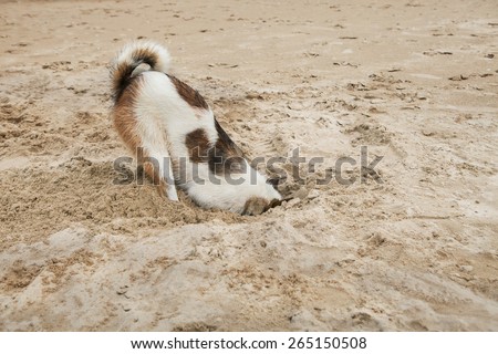 dog head in sand beach like ostrich shame and fear