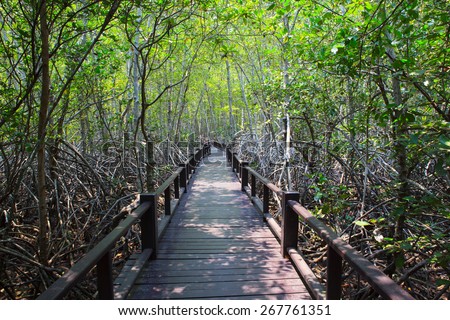 beautiful land scape of wood way bridge in natural mangrove forest
