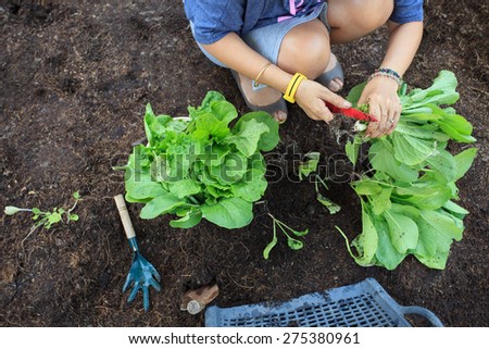 hand of people harvest clean organic vegetable in home garden for natural cooking food for health care life style