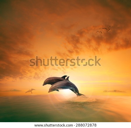 couples of sea dolphin jumping through ocean wave floating mid air against beautiful sun set sky