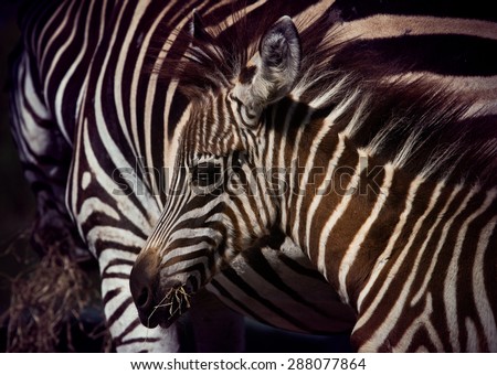 close up face of young african wilderness zebra pony in field