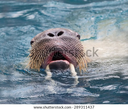 close up face of male walrus swimming in deep sea water