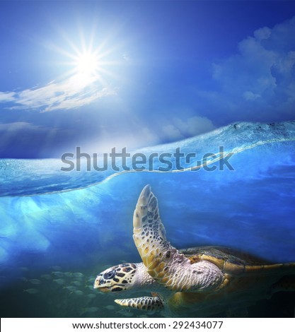 turtle swimming under clear sea blue water with sun shining on sky above use for ocean nature background