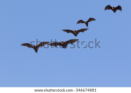 Lyle\'s flying fox ,flying fox against clear blue sky