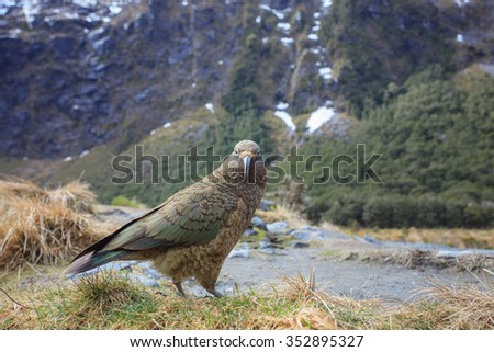 close up beautiful color feather ,plumage of kea birds with blur background ,kea important animals sign of south island of new zealand