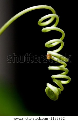 Tiny Egg Case Tiny Egg Case