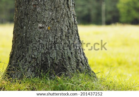 a tree trunks in nature