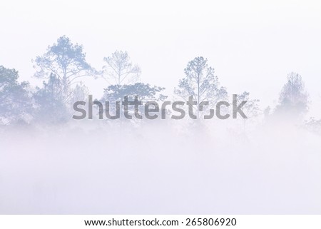 Mountain forest outline in a morning mist