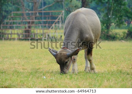 a young brown buffalo grazing grass in a green field
