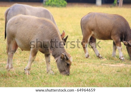 Group Of Buffaloes