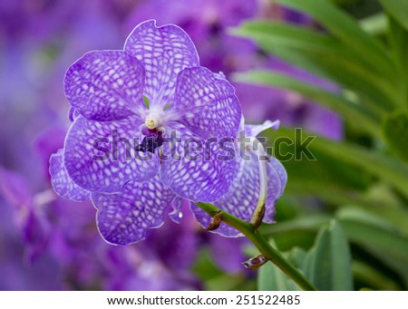 blue vanda orchid flower