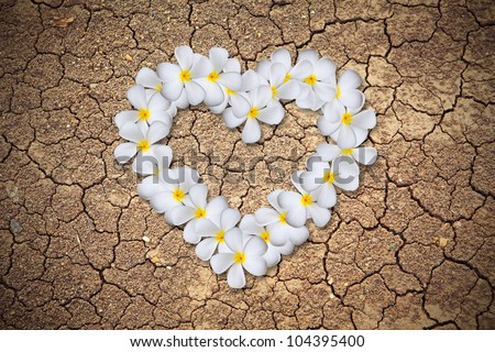 Plumeria flowers heart on Dry cracked earth background