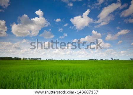 Rice field green grass blue sky cloud cloudy landscape