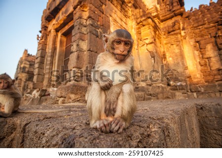 Baby monkeys in Thai Temple,Lopburi, Thailand.