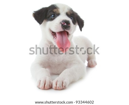 puppies tongue