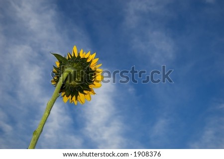 back of a sunflower against a blue cloudy sky
