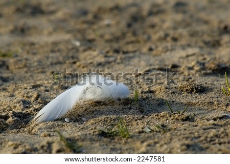 white feather lost in the sand